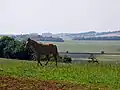 Racehorse on farmland in Lambourn