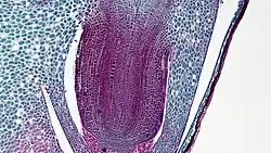 Root of corn with rootcap and coleorhiza