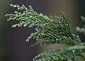 Foliage closeup