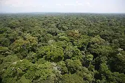 Ituri Rainforest