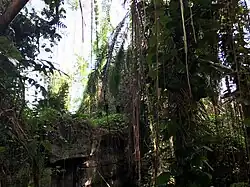 The tropical rainforest