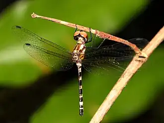 Female in Cairns