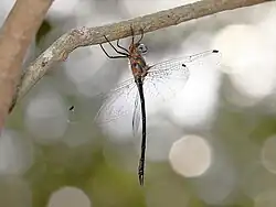 Male underside, Queensland