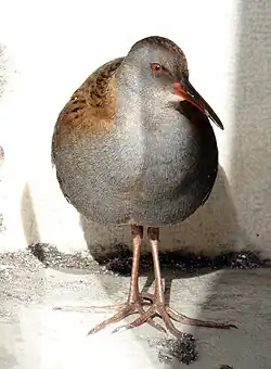 Water rail, Liguria