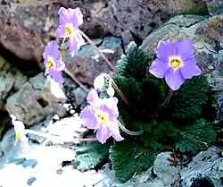 A collection of purple flowering plants growing from a fractured rock face.