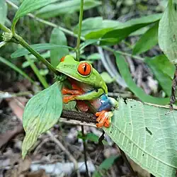 Image 2Red-eyed tree frog (Agalychnis callidryas) in a forest in eastern Honduras (from Flora and fauna of Honduras)