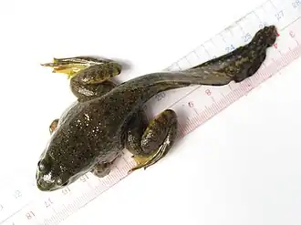 Froglet with tail