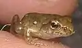 Rana dybowskii