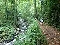 Image 2Hiking in the equatorial forest on the island of São Tomé