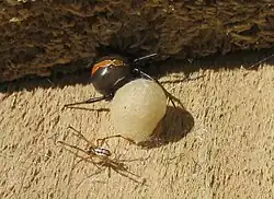 A female spider and male spider resting on a piece of wood with an egg sac between them