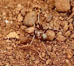 female