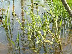 Ranunculus pusillus, showing emergent growth habit