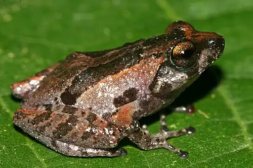 Lateral view
