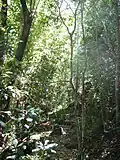 Rapanea species are common in Southern Afrotemperate Forest