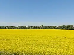 Canola in bloom