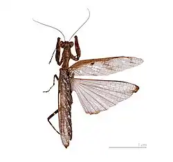 Mantis wings, the forewing leathery, the hindwing triangular