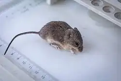 Brown mouse
