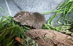 Brown mouse