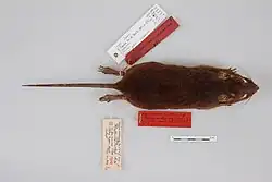 Dead brown rat