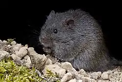 Brown rat