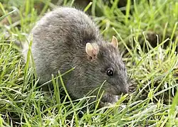 Gray rat