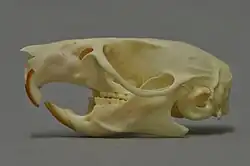 Rat skull