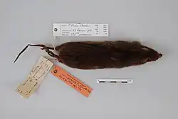 Dead brown rat