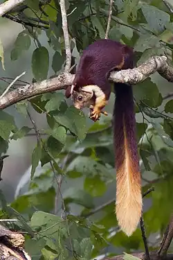 Brown squirrel