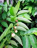 Leaves and fruit