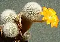 Aylostera muscula
