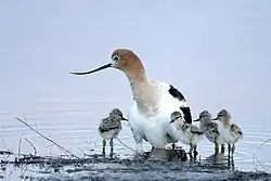 American Avocet & chicks on Malheur Refuge