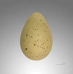 Photo of a beige egg speckled with black.