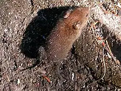 Brown vole