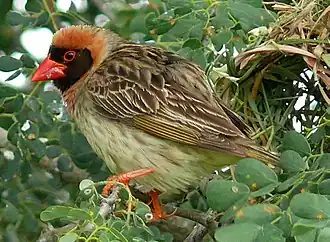 Male breeding plumage of Q.&nbsp;q.&nbsp;lathamii