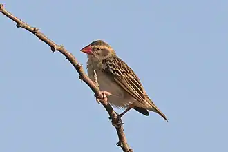 Female Q. q. aethiopica in non-breeding plumage, Ethiopia
