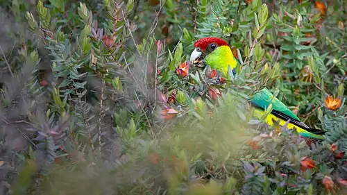 Red-capped parrot