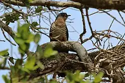 A female in KwaZulu-Natal, South Africa