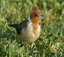 Juvenile - Kapiolani Park, Oahu, Hawaii