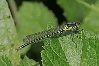 teneral male