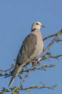 A red-eyed dove (Streptopelia semitorquata) on the Zambezi in Zimbabwe.