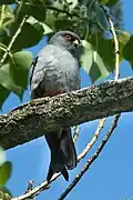 Red-footed falcon, near Parma