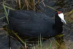 Red-knobbed coot, Albufera Natural Park