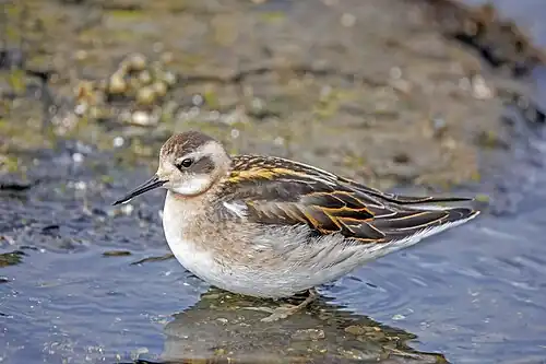juvenile