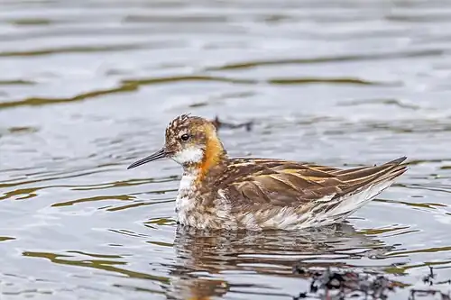 adult male