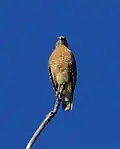 Red-shouldered hawk, Florida sub-species.