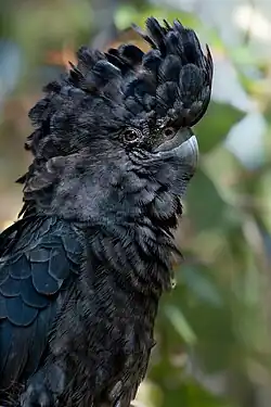 Red-tailed black cockatoo (Male)