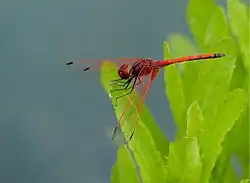 Male