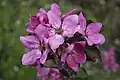 Purple flowers of the 'Redlove Circe' apple
