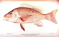 Image 10Red snapper, are generalized reef feeders with standard jaw and mouth structures that allow them to eat almost anything, though they prefer small fish and crustaceans. (from Coral reef fish)