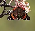 In Kullu district, Himachal Pradesh, India (around 11,500 feet (3,500&nbsp;m))
